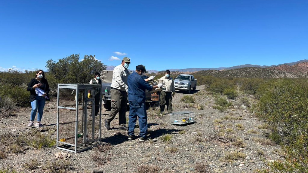Ambiente liberó aves silvestres recuperadas en operativos contra la tenencia ilegal