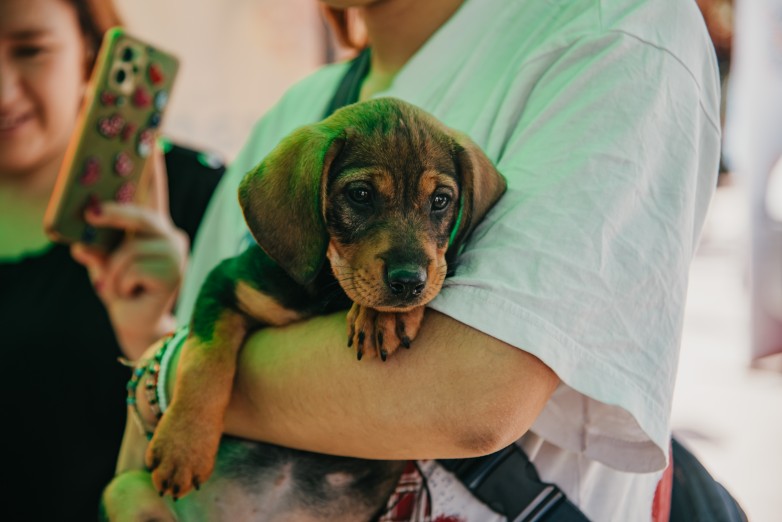 Una nueva jornada de vacunación antirrábica y desparasitación para perros y gatos se realizara en la Ciudad de San Juan