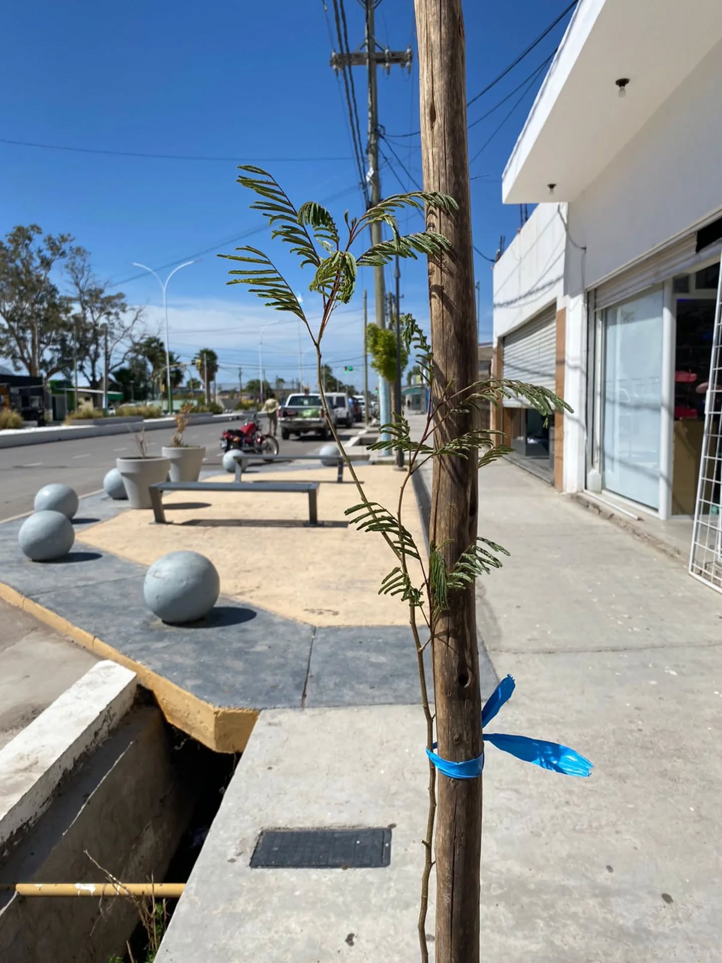 El municipio de Sarmiento comenzó con la forestación en la Villa Cabecera de Media Agua