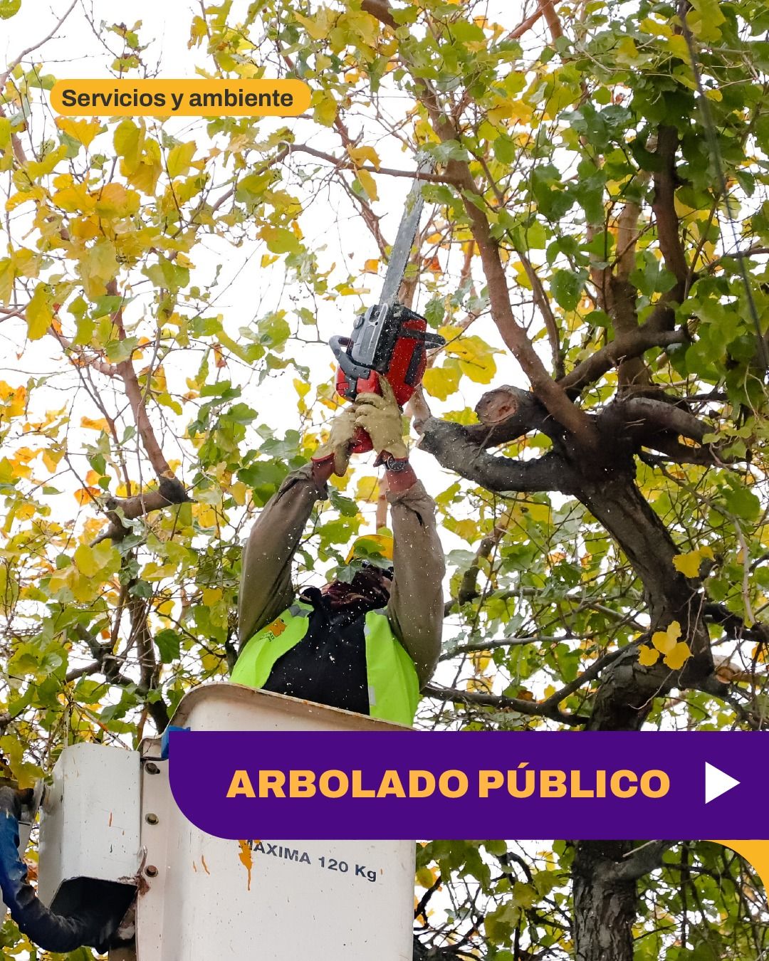 La Municipalidad de la Capital intensifica tareas de arbolado público en distintos sectores de la Ciudad