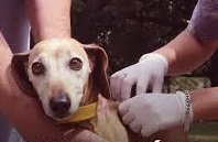 Nueva campaña de vacunación antirrábica gratuita para perros y gatos en Capital