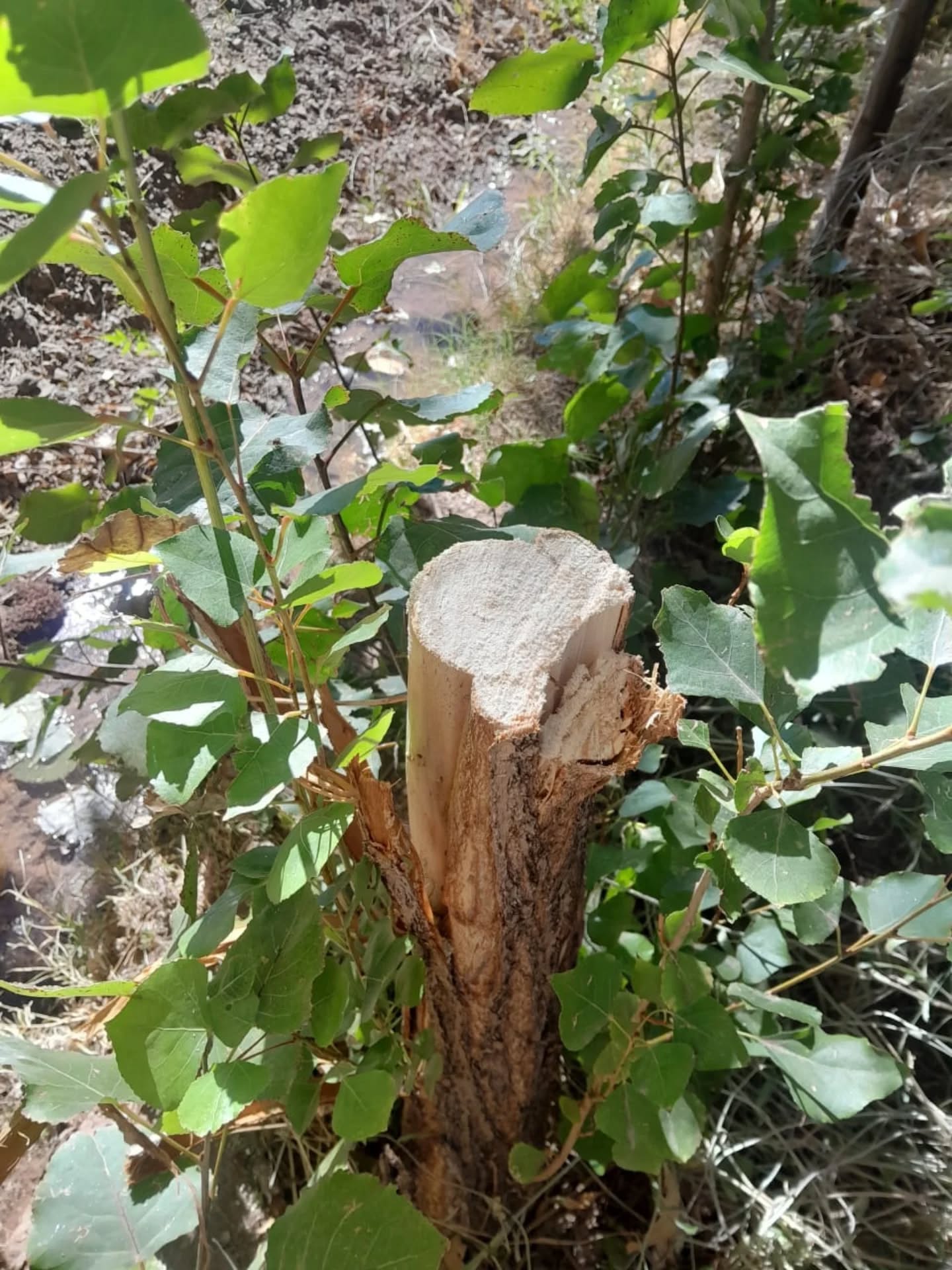 Desde el municipio de Calingasta lamentaron  hechos de vandalismo en calle Echeverría, donde fueron dañados alamos pertenecientes al plan de forestación que lleva adelante la Delegación Barreal.